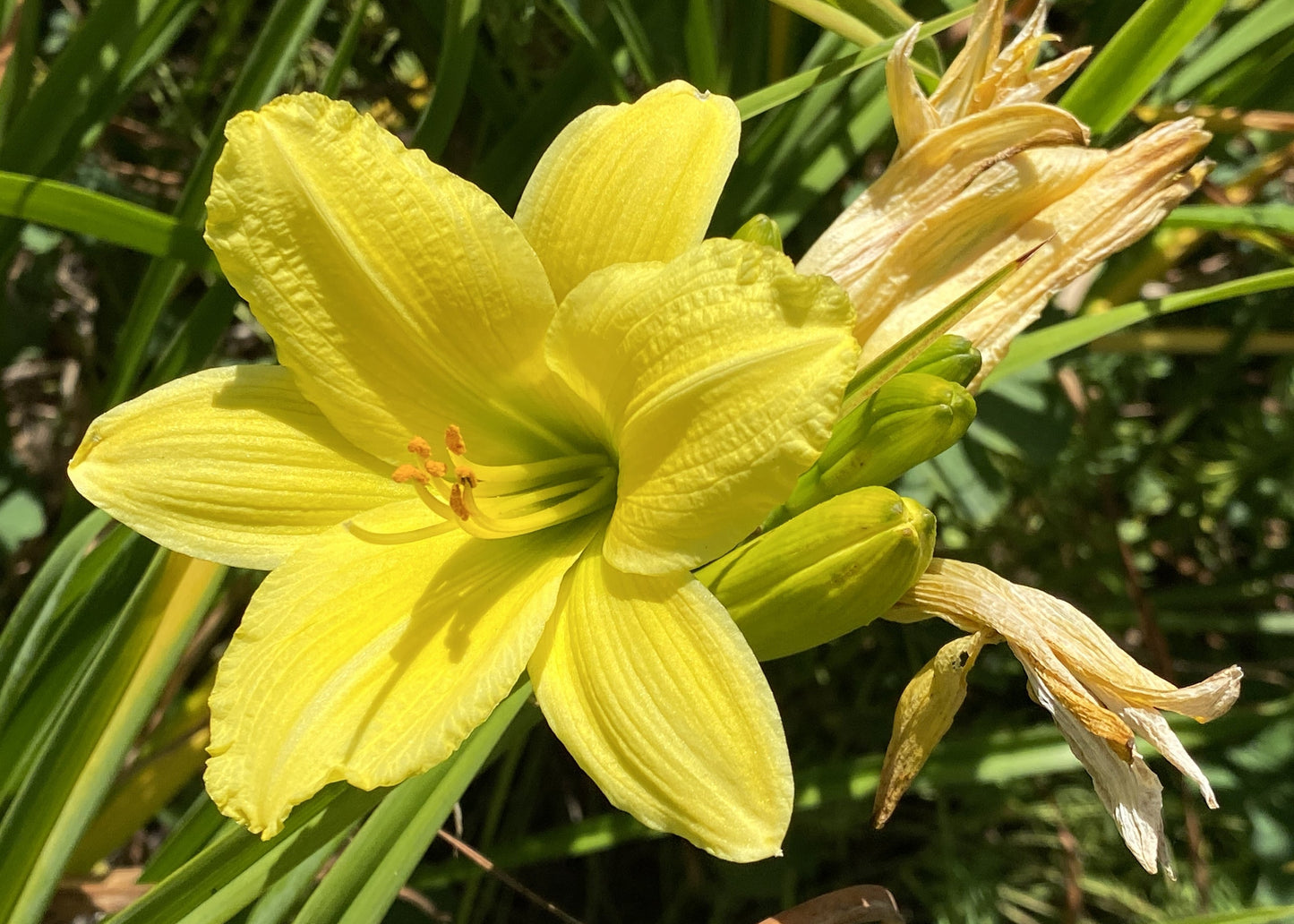 Hemerocallis 'Green Flutter'