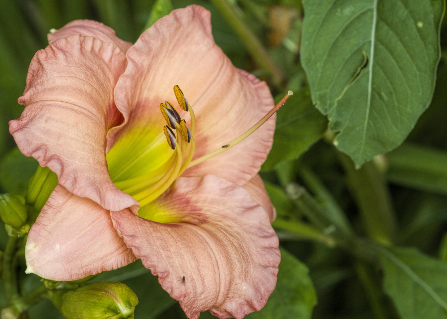 Hemerocallis 'On and On'