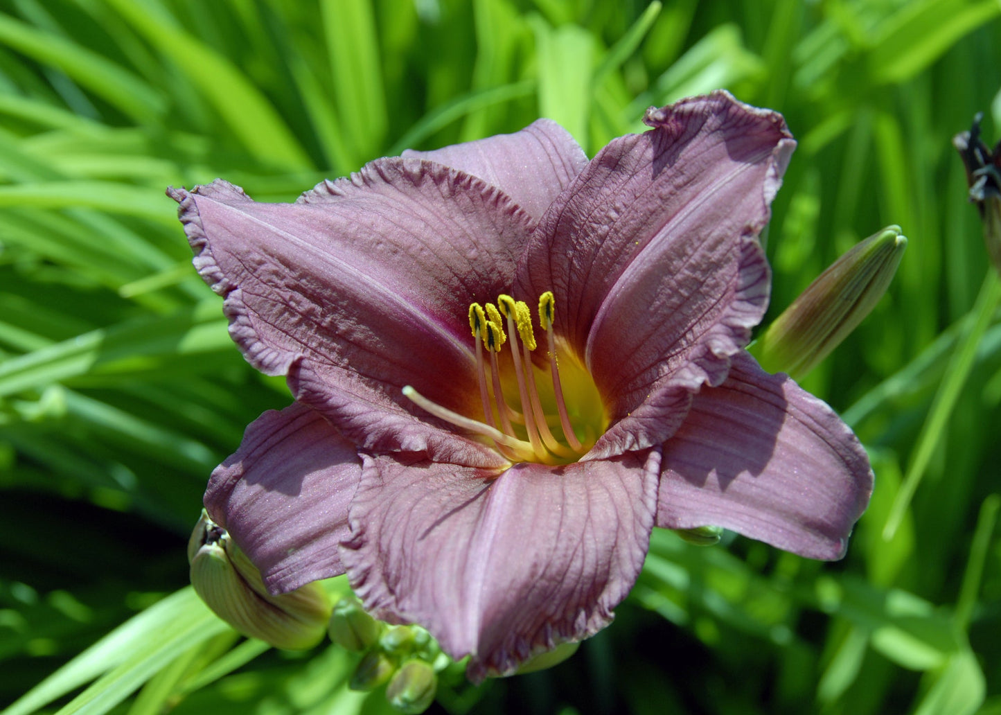 Hemerocallis 'Prairie Blue Eyes'