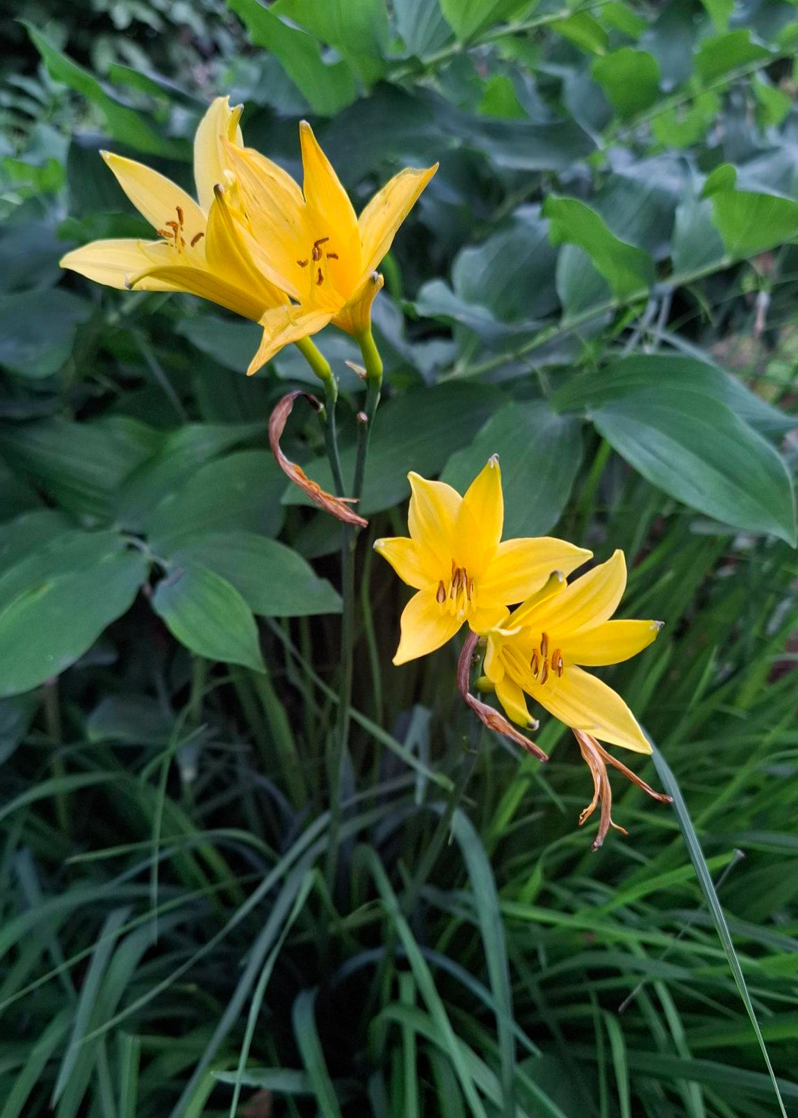 Hemerocallis flava