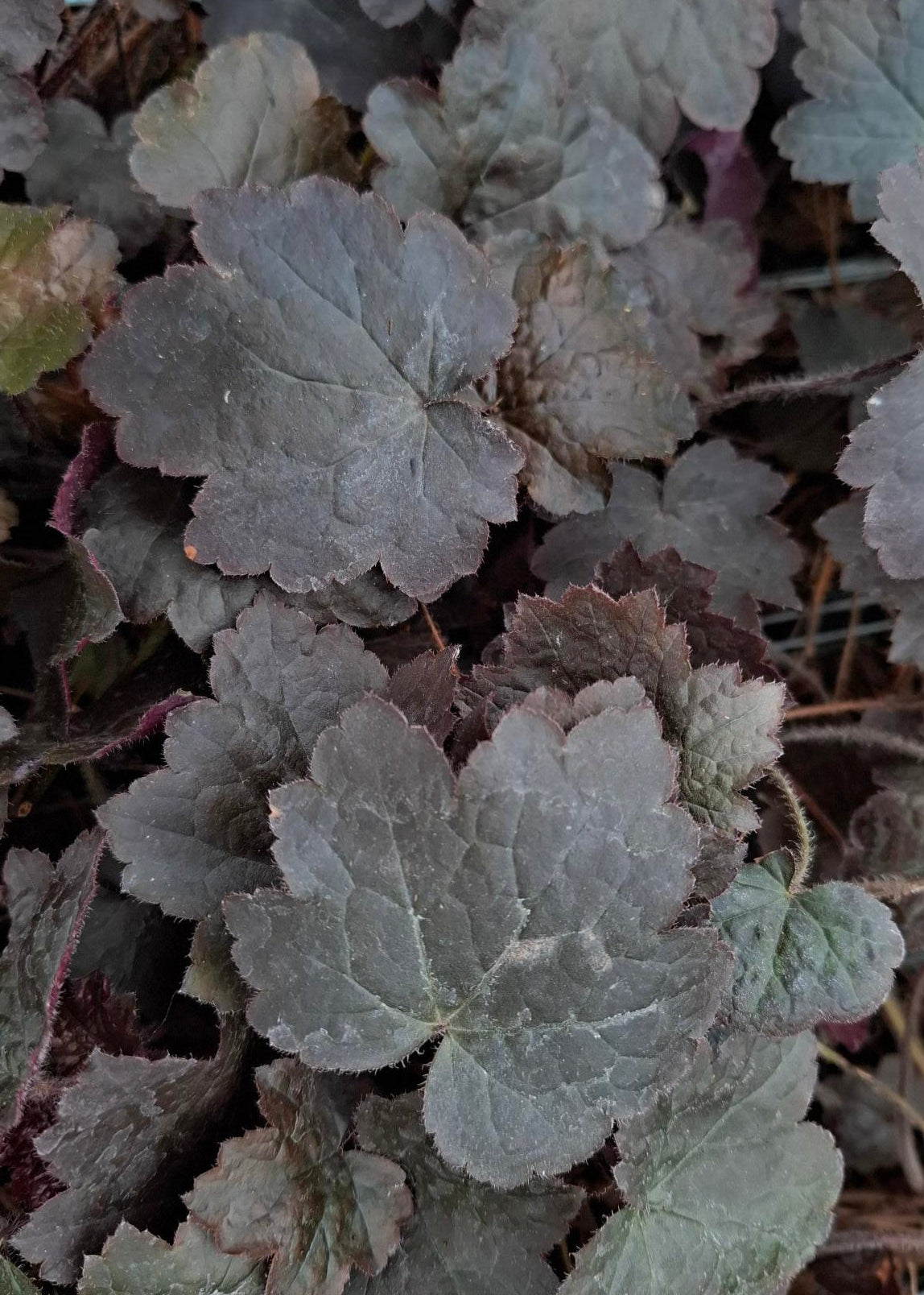 Heuchera 'Blackout'