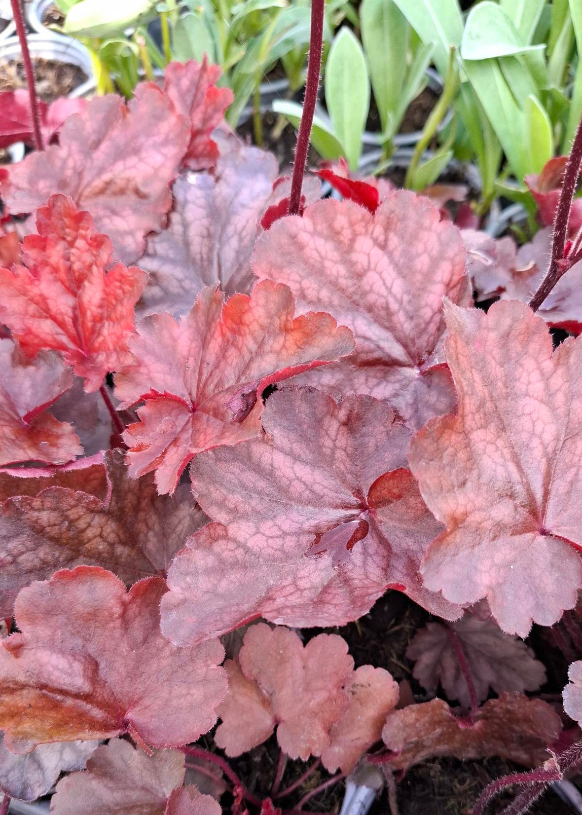 Heuchera 'Fire Chief'
