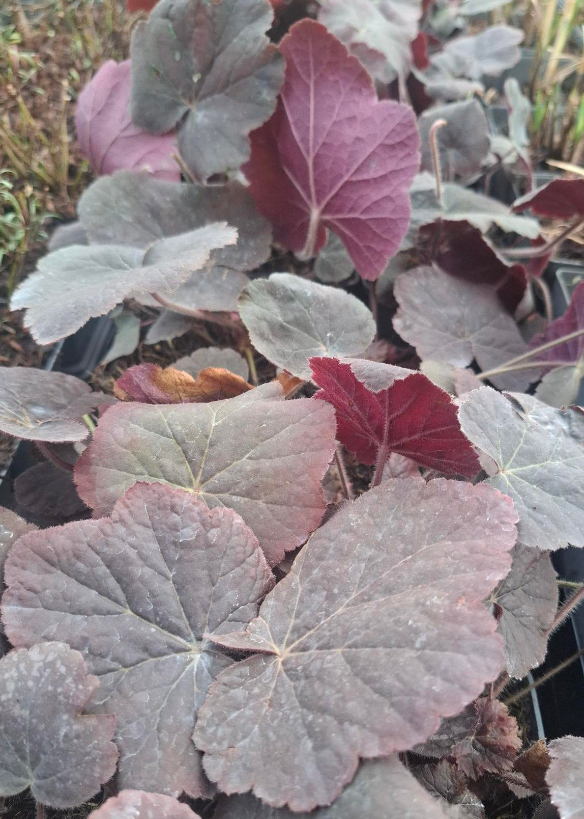 Heuchera 'XXL'