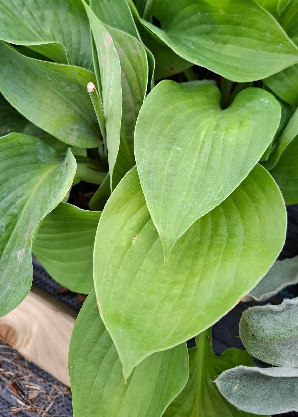 Hosta 'Jurassic Park'