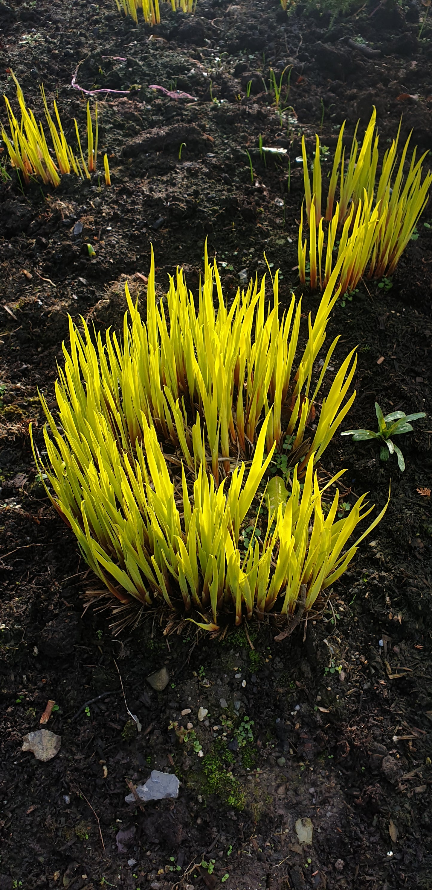 Iris sibirica 'Fran's Gold'