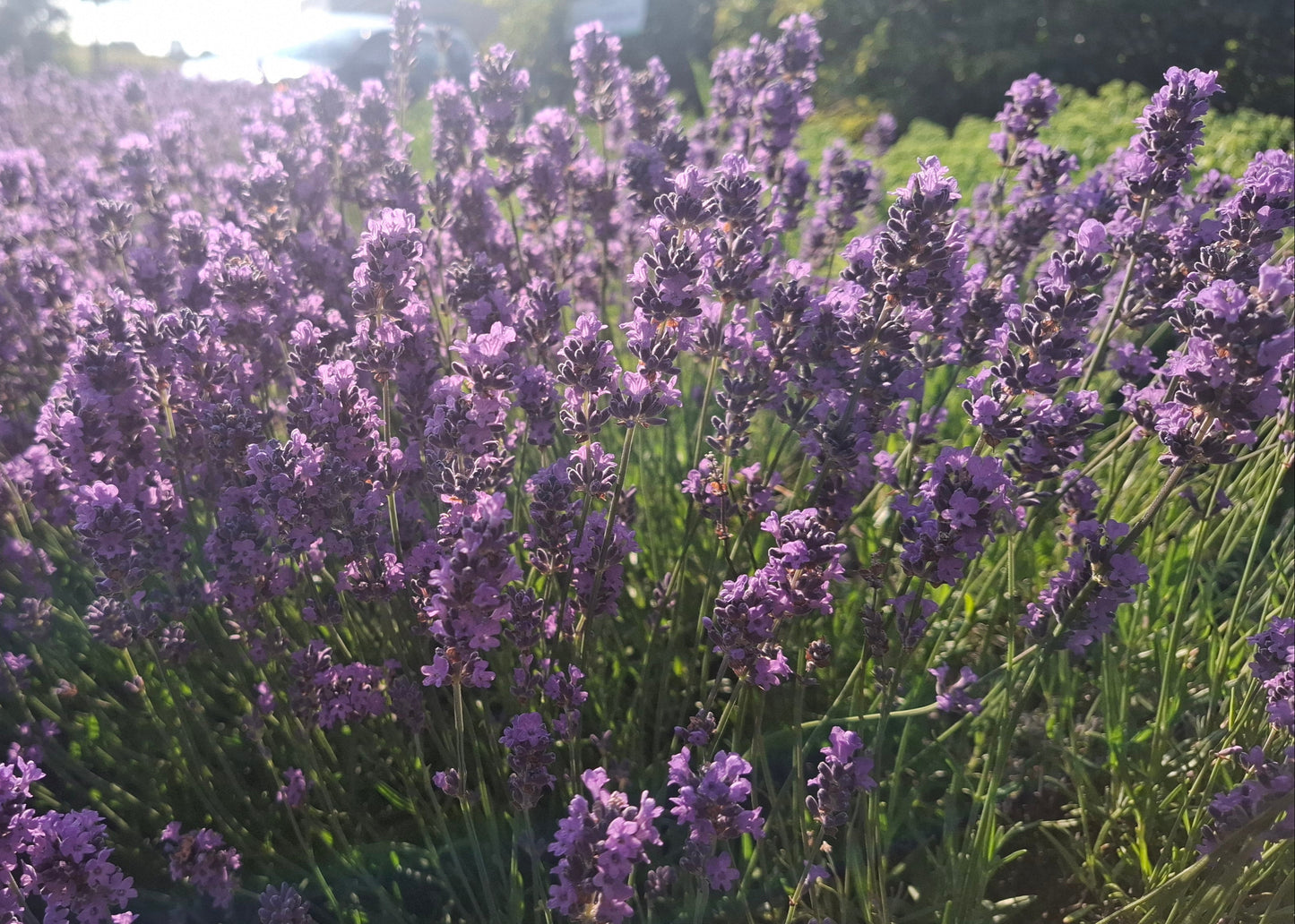 Lavandula angustifolia 'Hidcote'
