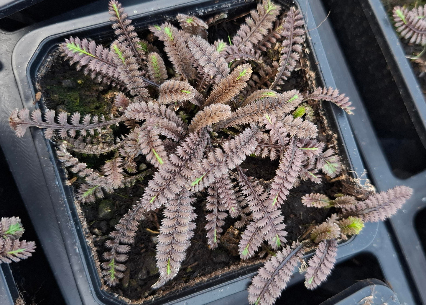 Leptinella squalida 'Platt's Black'