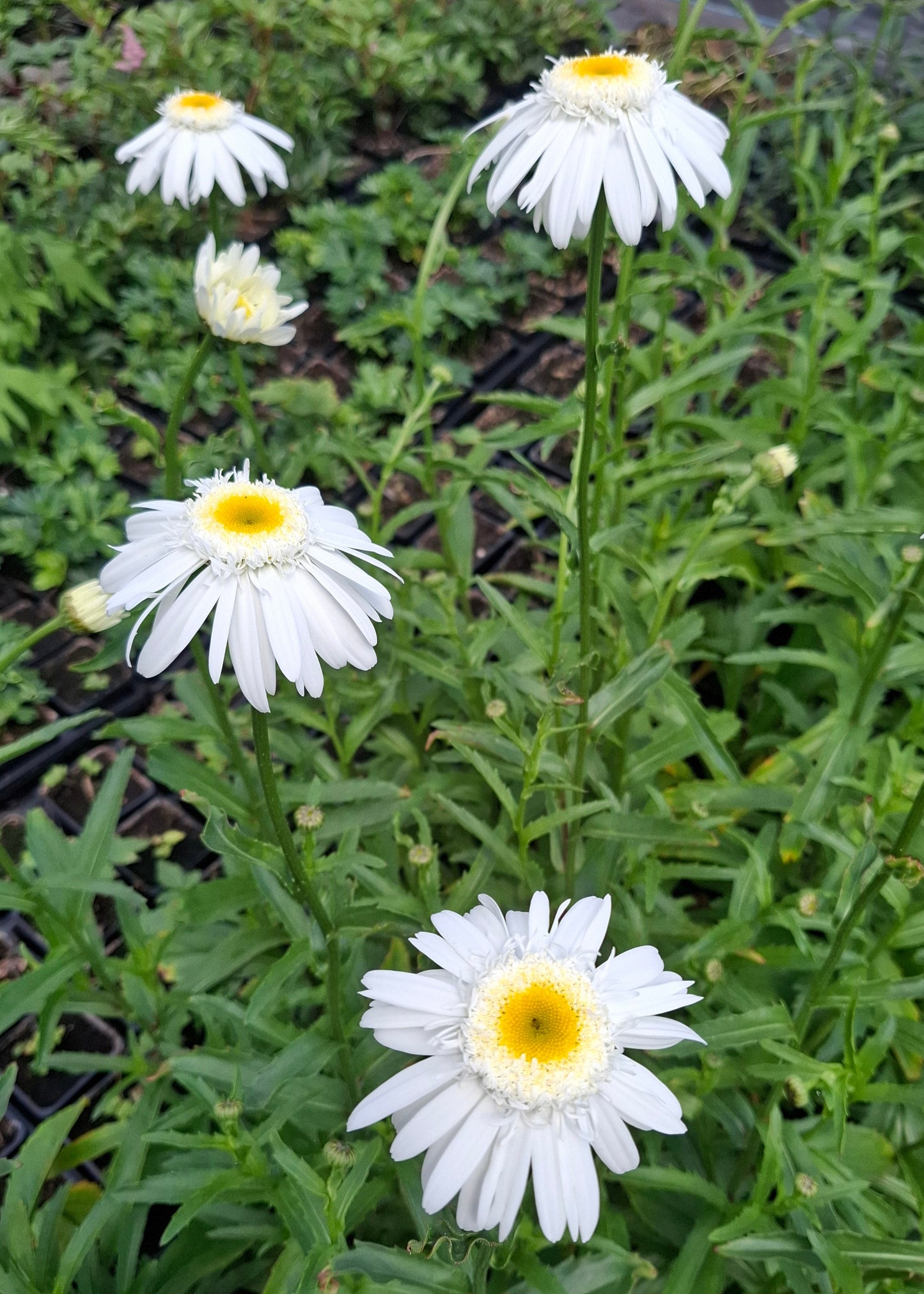 Leucanthemum x superbum 'Wirral Supreme'