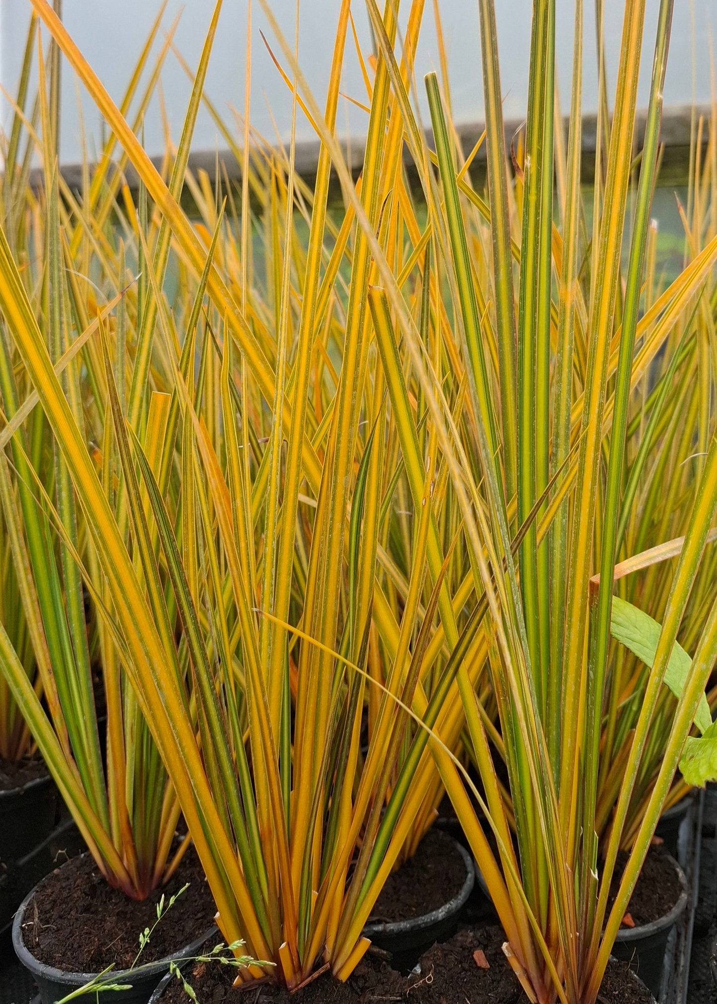 Libertia 'Sunset Strain'