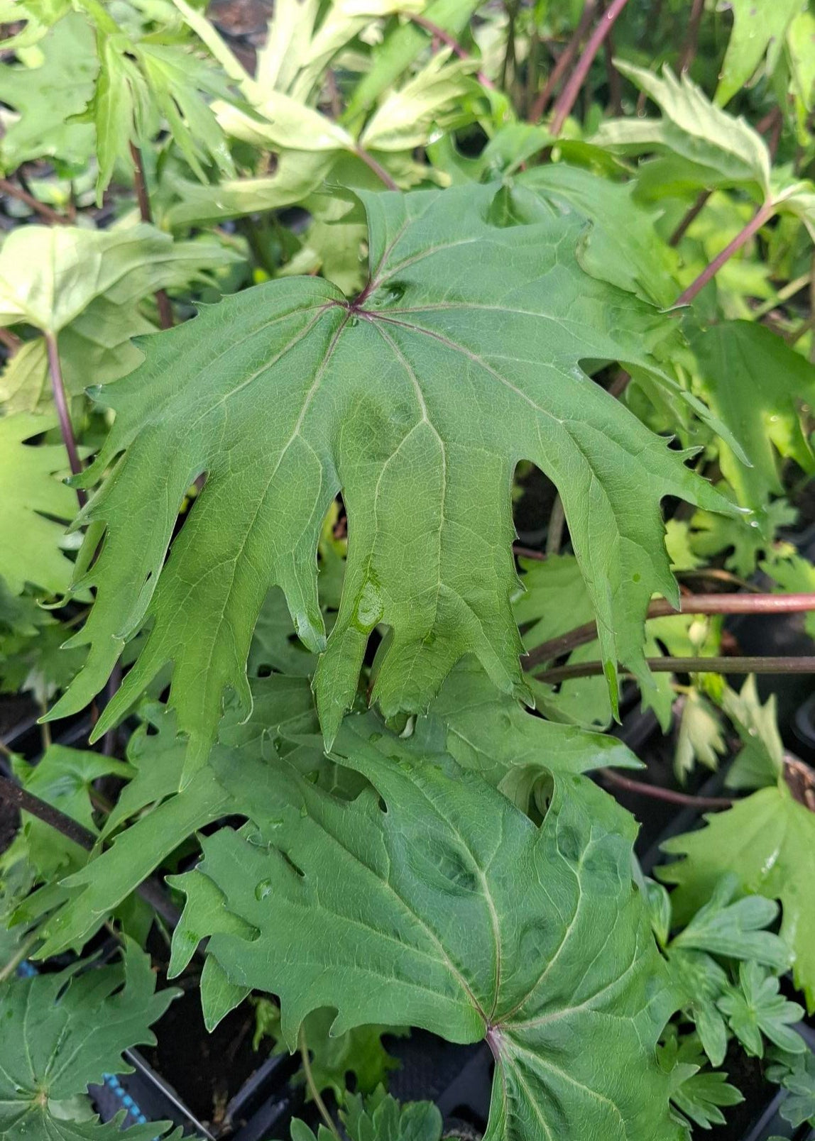 Ligularia 'The Rocket'