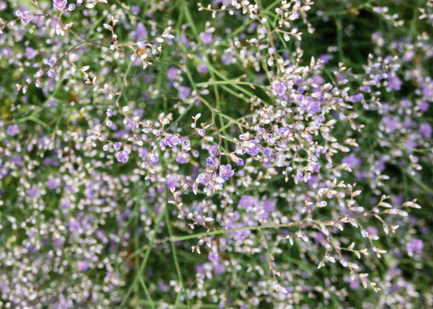 Limonium platyphyllum 'The Butler'