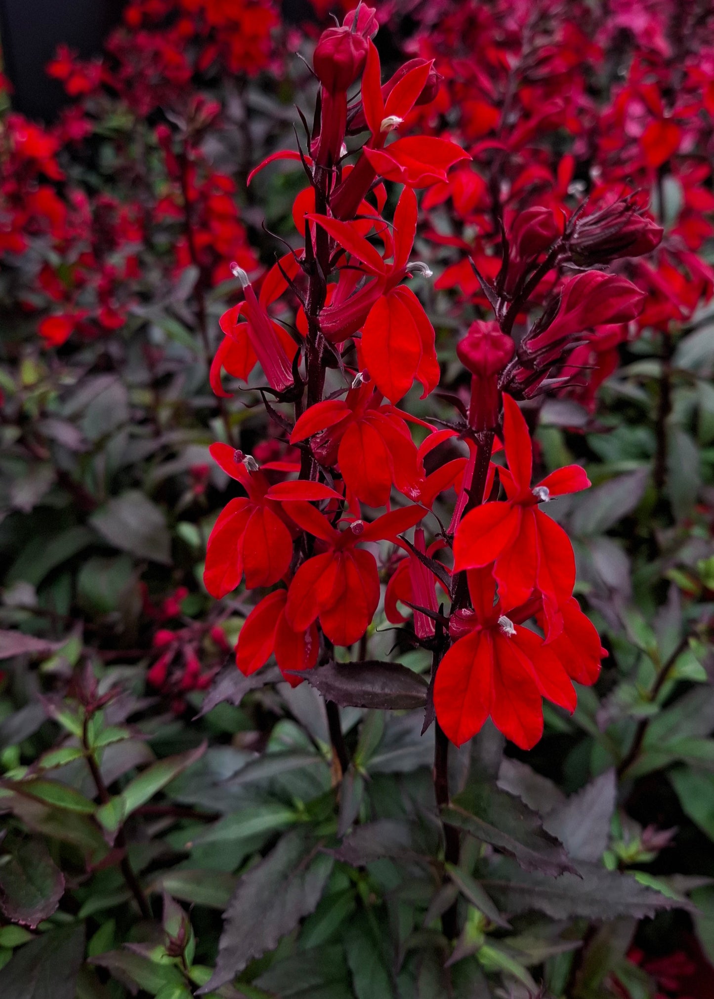 Lobelia speciosa 'Starship Scarlet'