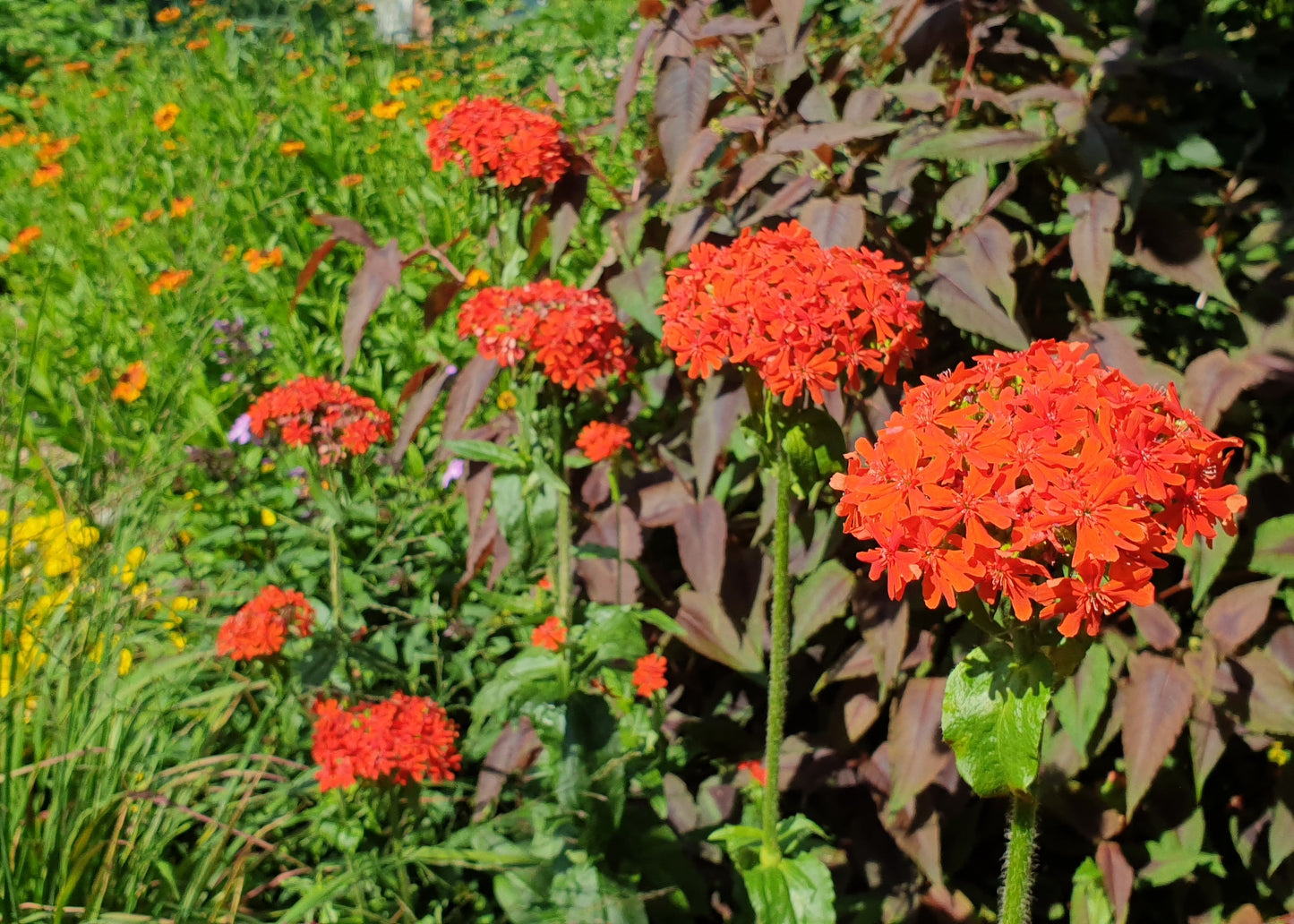 Lychnis chalcedonica (syn. Silene chalcedonica)
