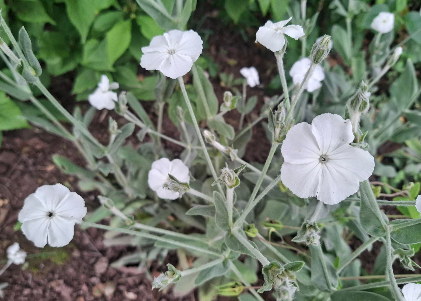 Lychnis coronaria 'Alba'