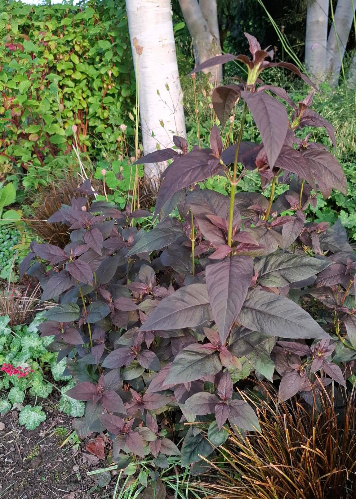 Lysimachia ciliata 'Firecracker'