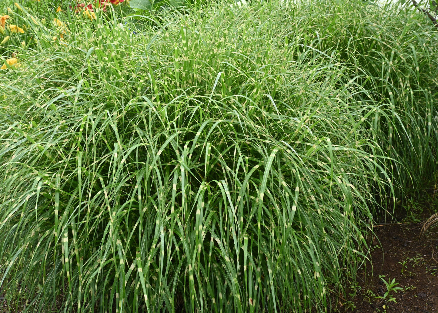 Miscanthus sinensis 'Zebrinus'
