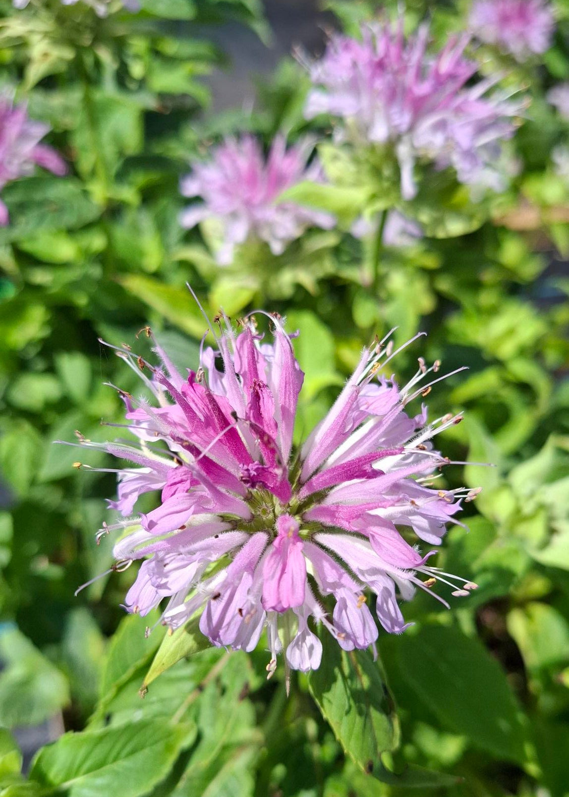 Monarda 'Humdinger'