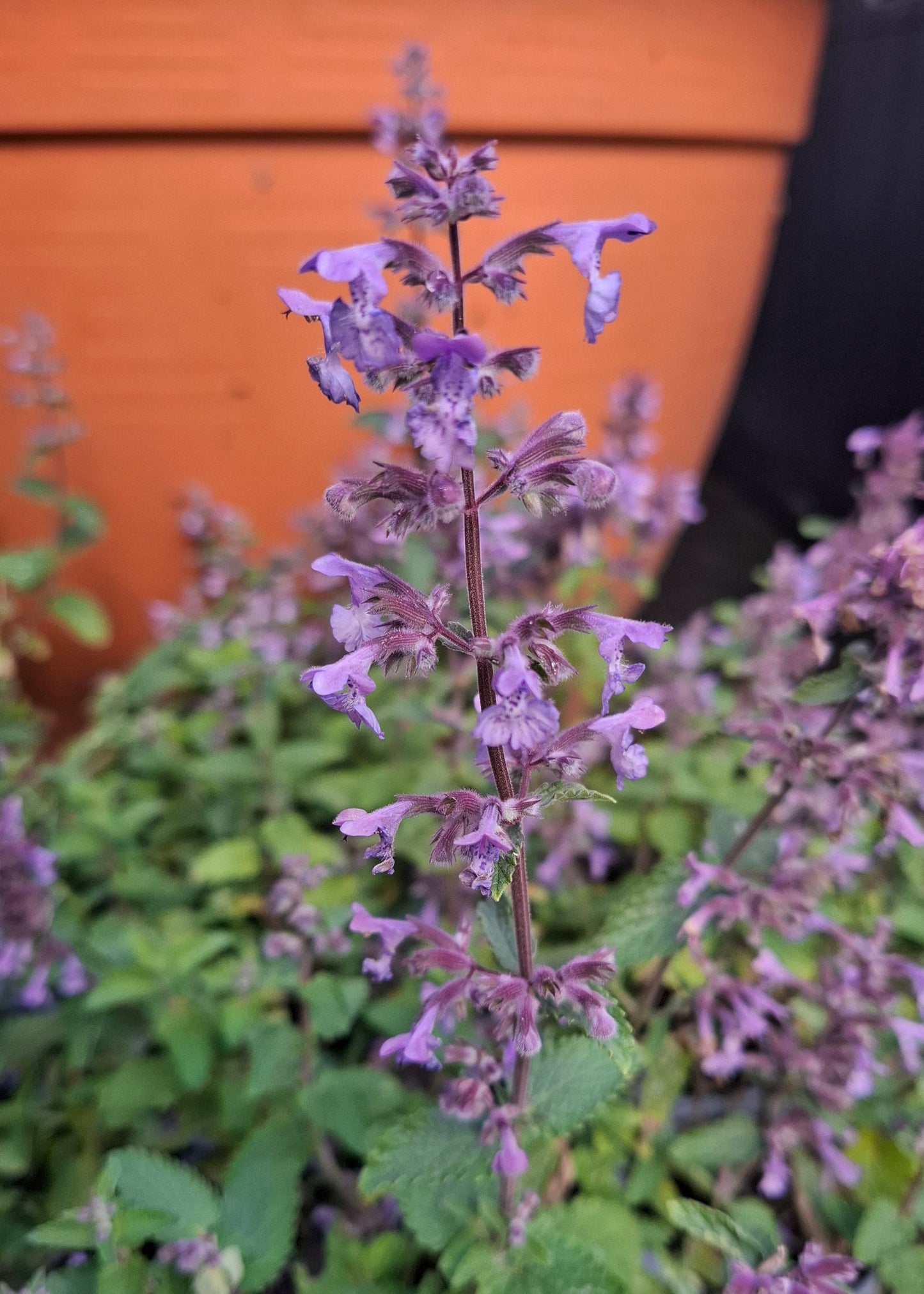 Nepeta 'Picture Purrfect'