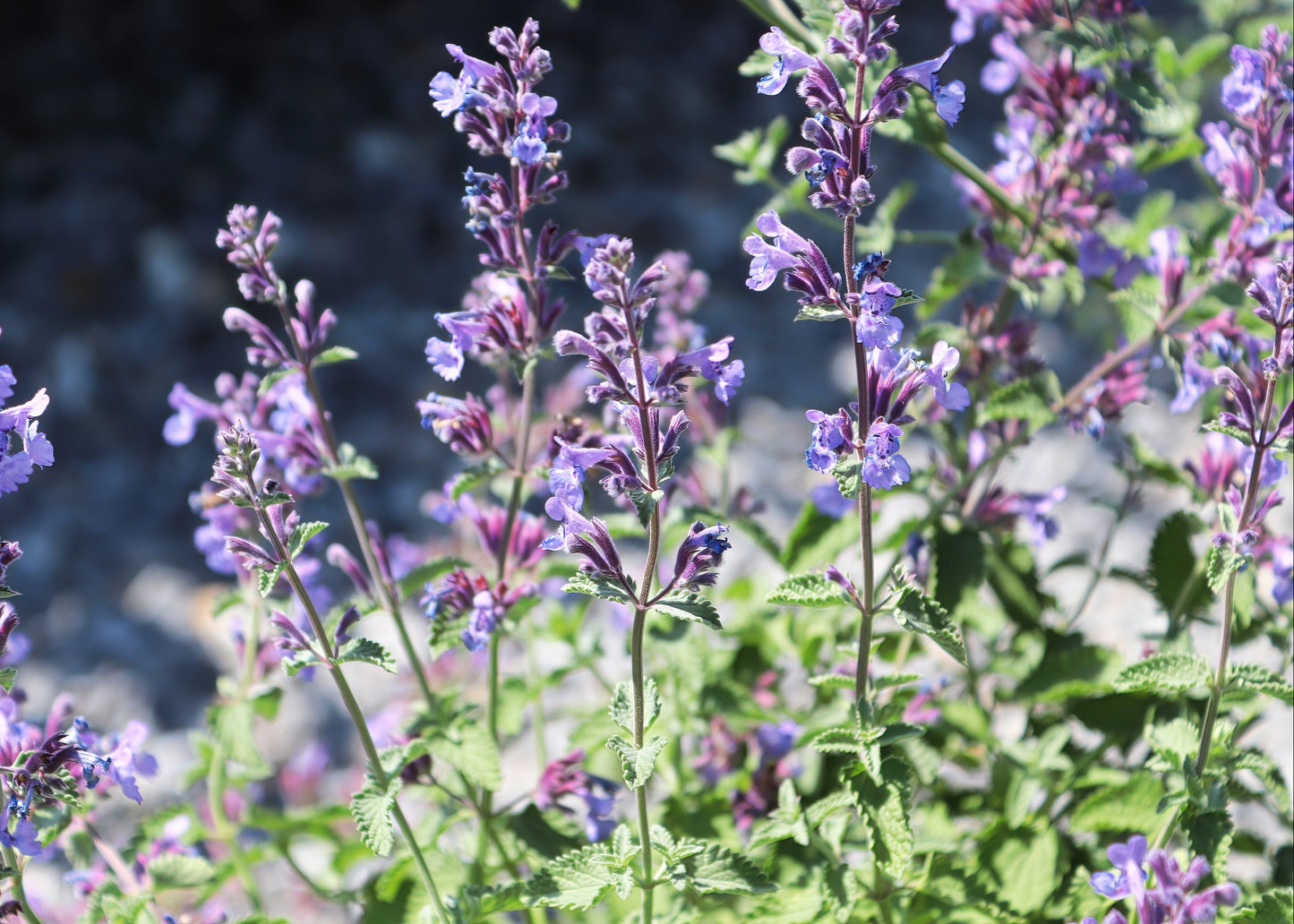 Nepeta x faassenii 'Walkers Low'
