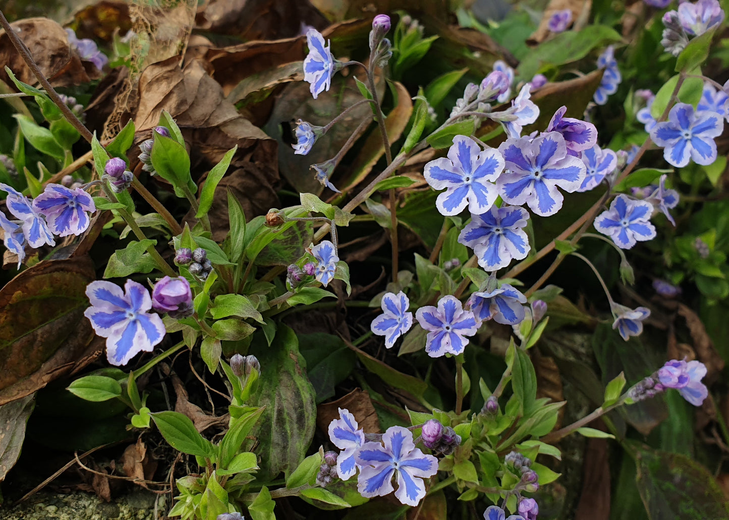 Omphalodes cappadocica 'Starry Eyes'