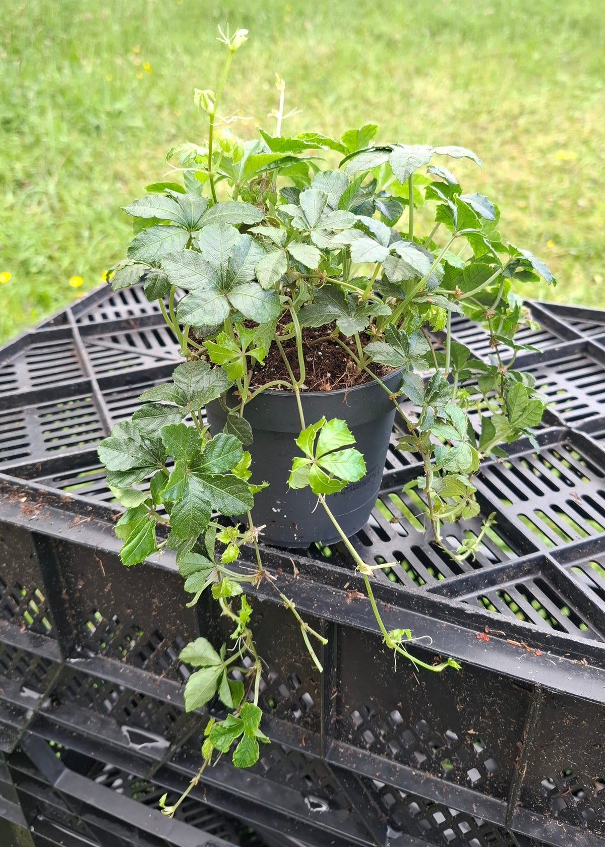 Parthenocissus striata 'Verona Vein'