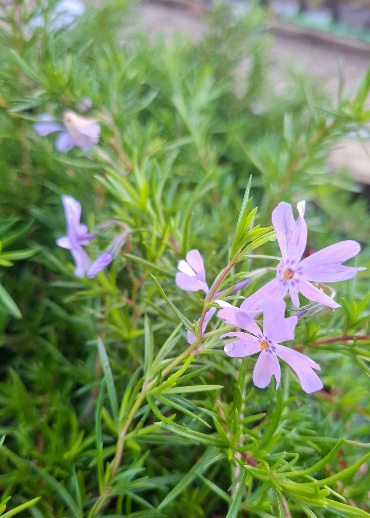 Phlox subulata 'Emerald Cushion'