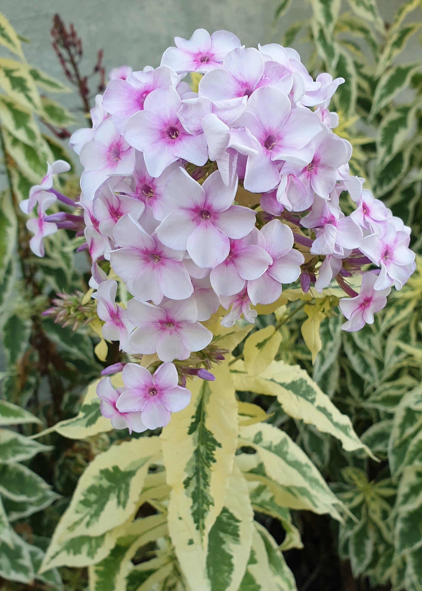 Phlox paniculata 'Norah Leigh'