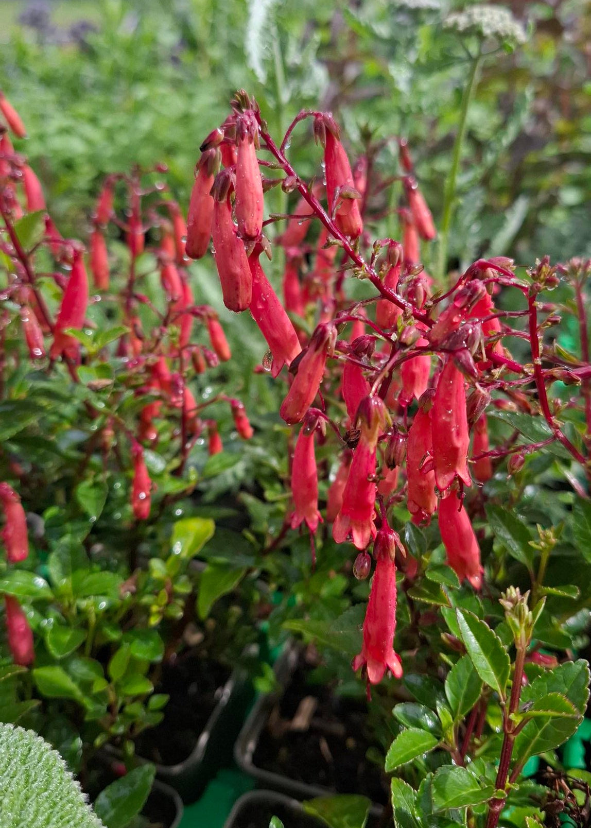 Phygelius 'Candy Drops Tangerine'