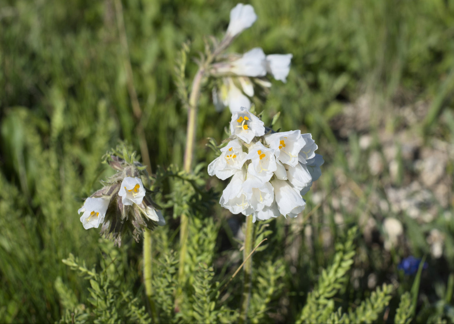 Polemonium caeruleum 'Album'