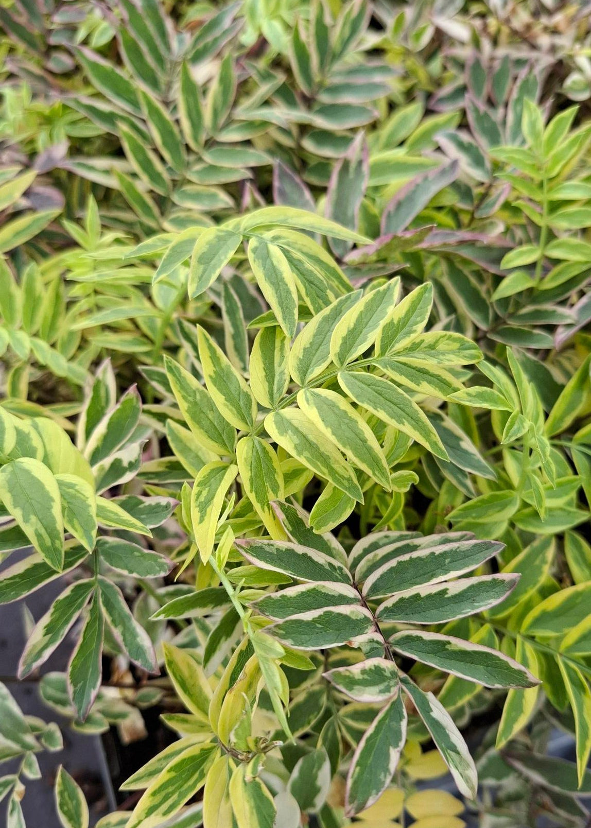 Polemonium pulcherrimum 'Golden Feathers'