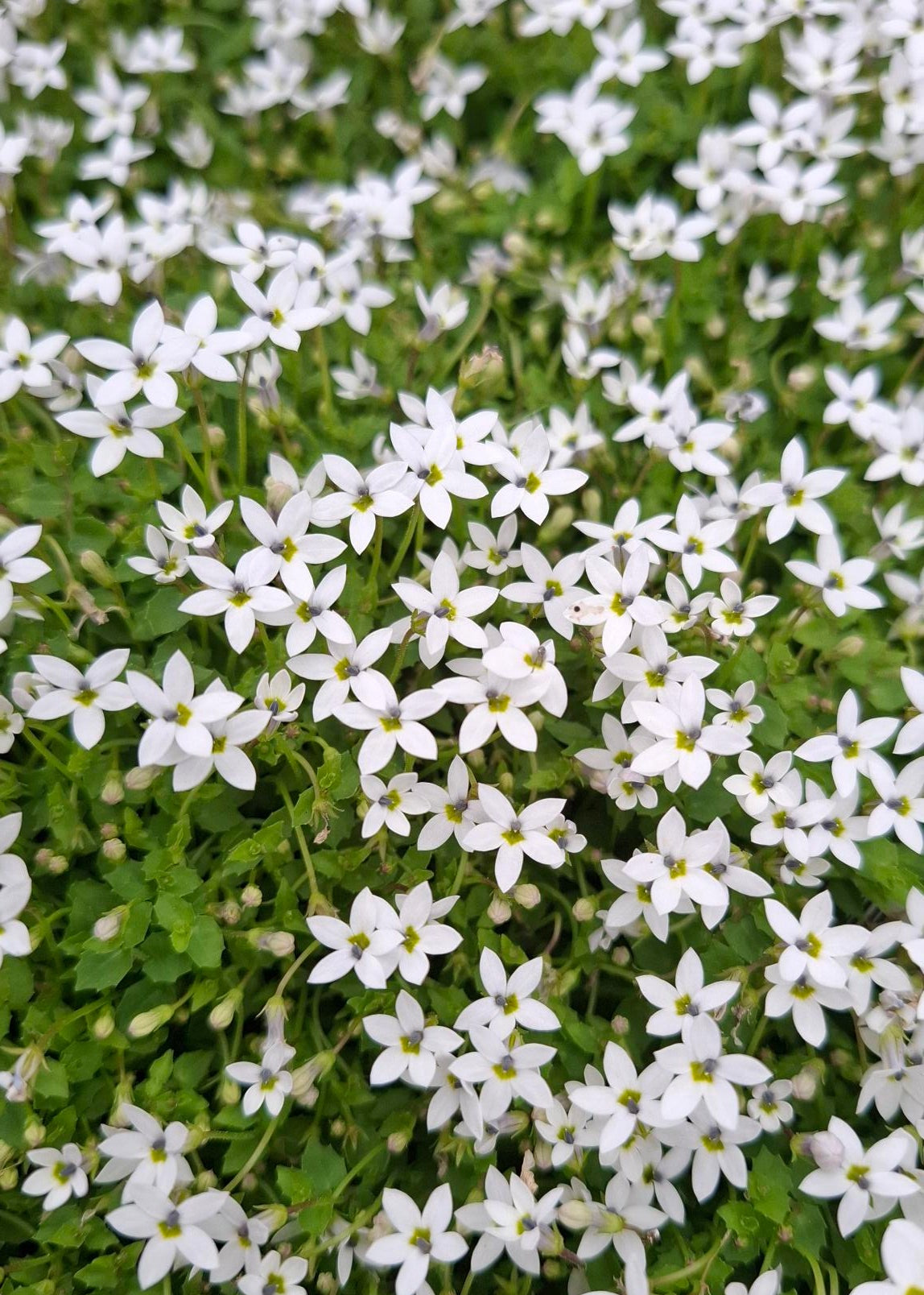 Pratia pedunculata 'Alba'