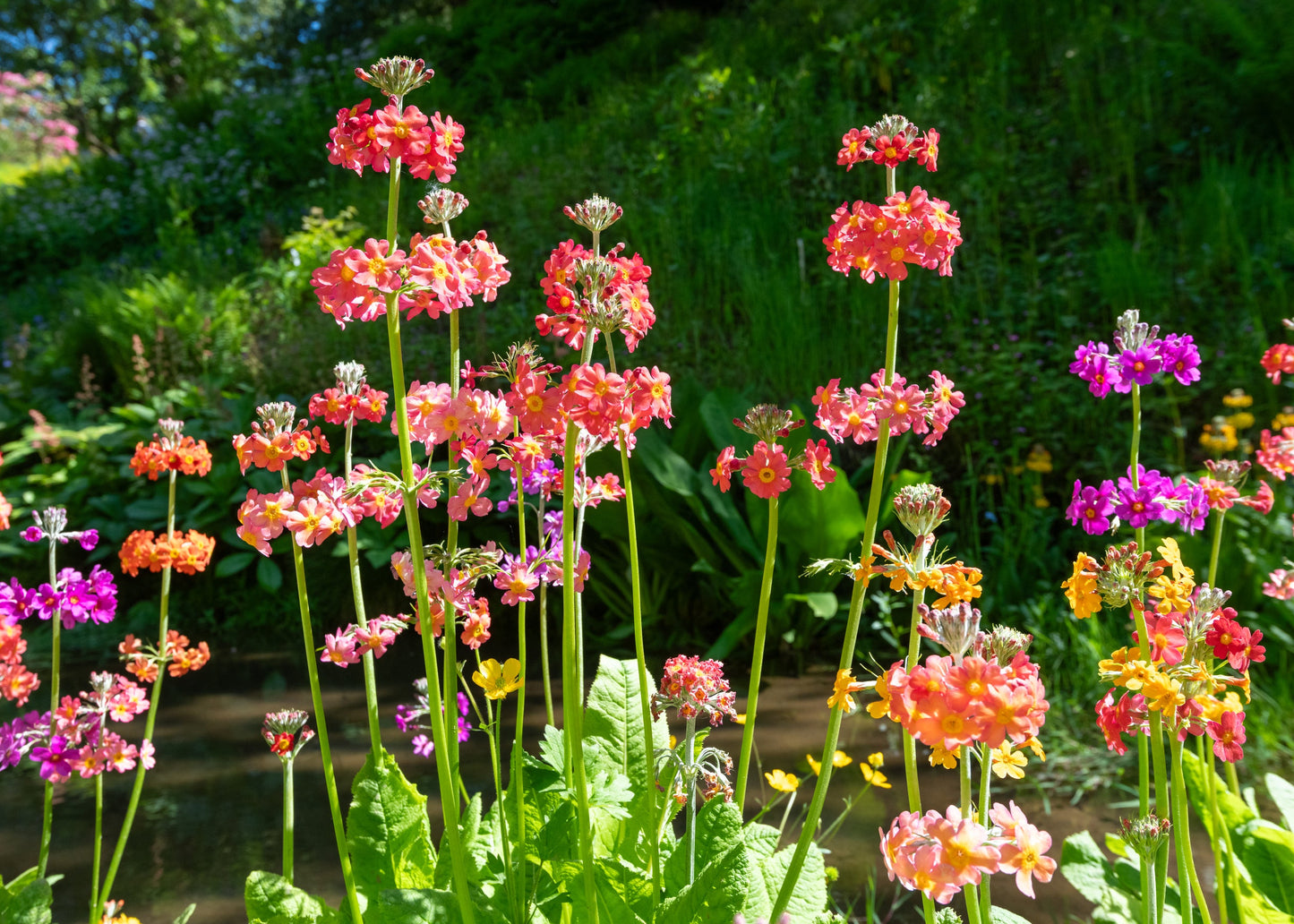 Primula x bulleesiana