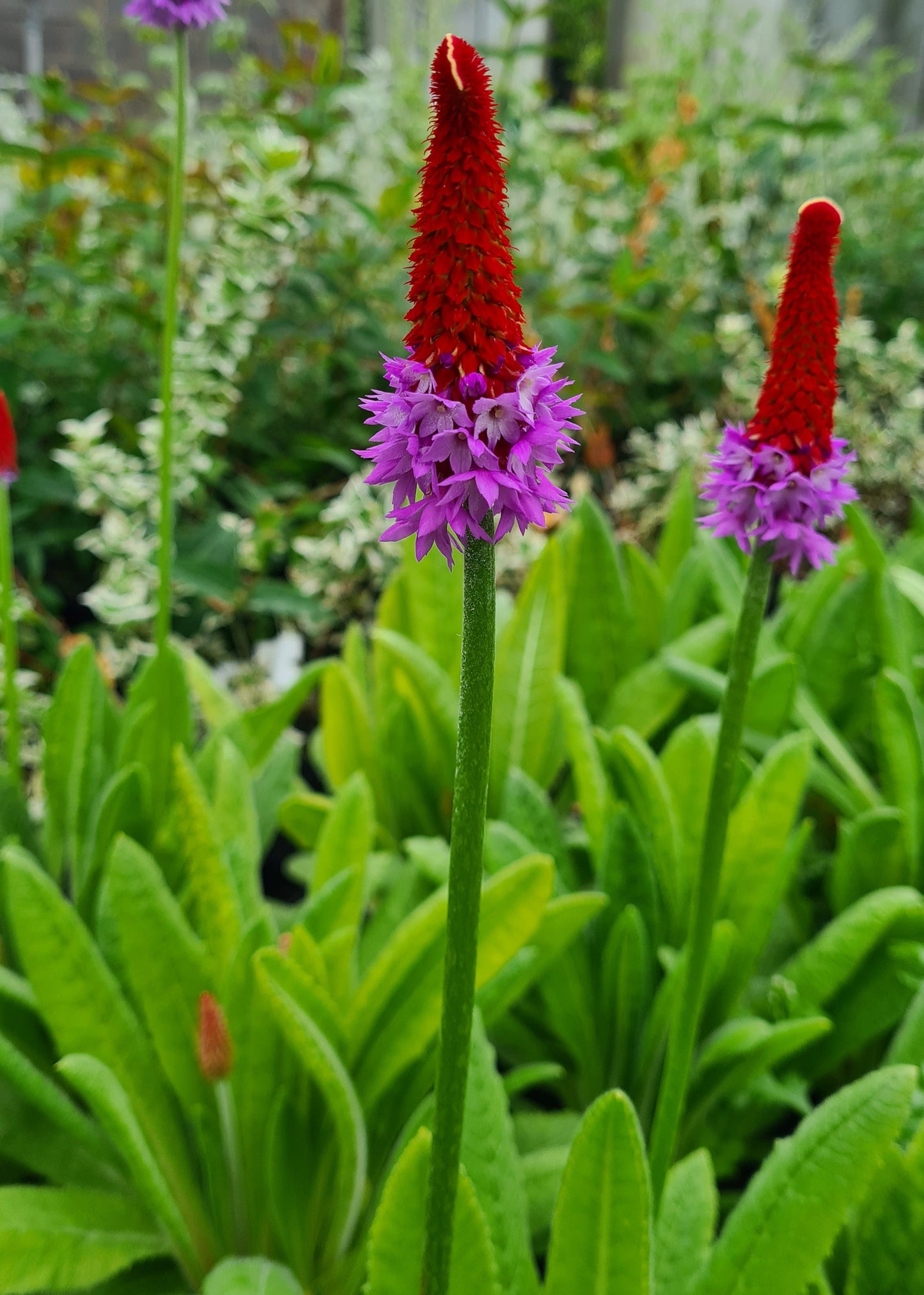 Primula vialii