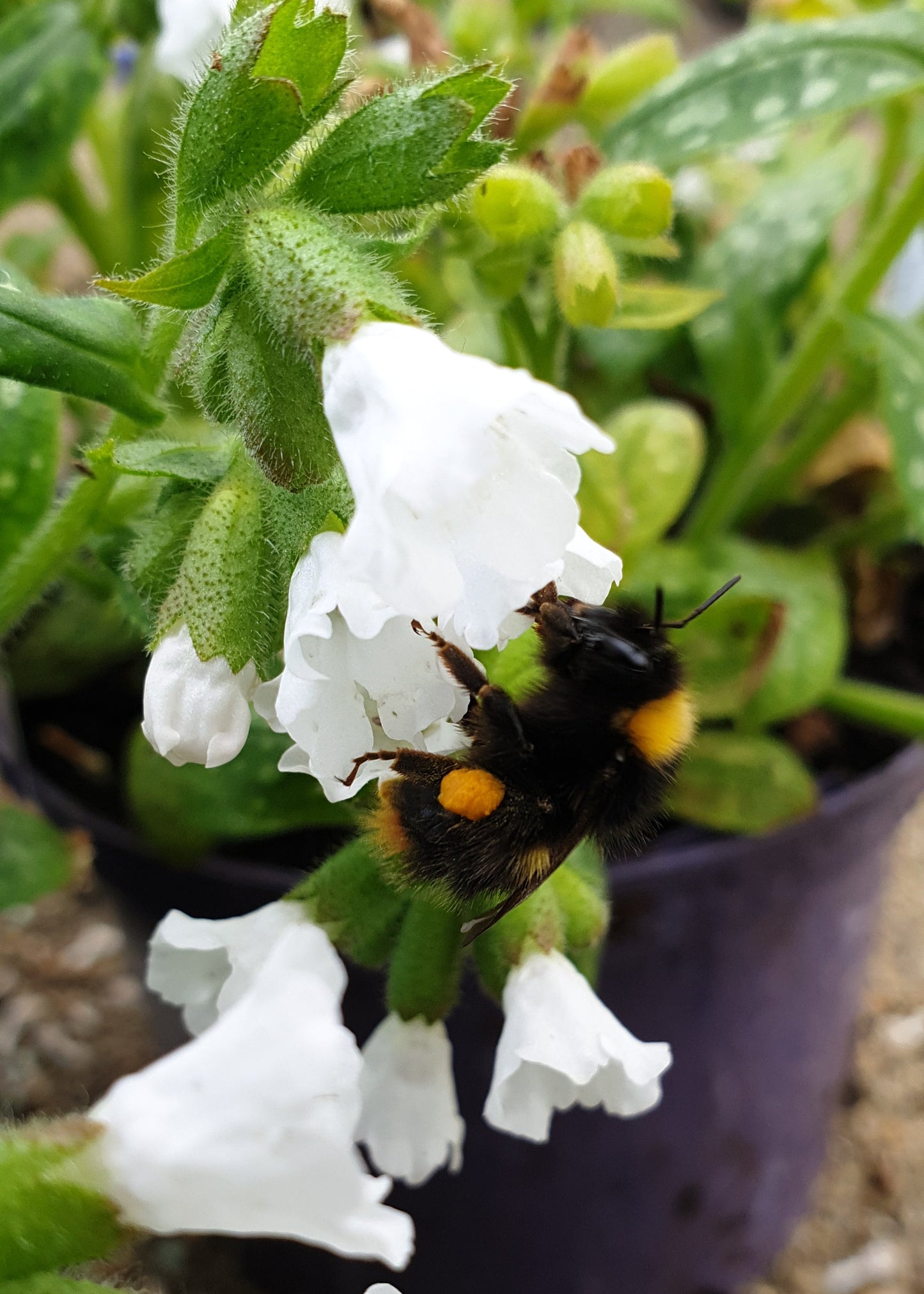 Pulmonaria 'Ice Ballet'
