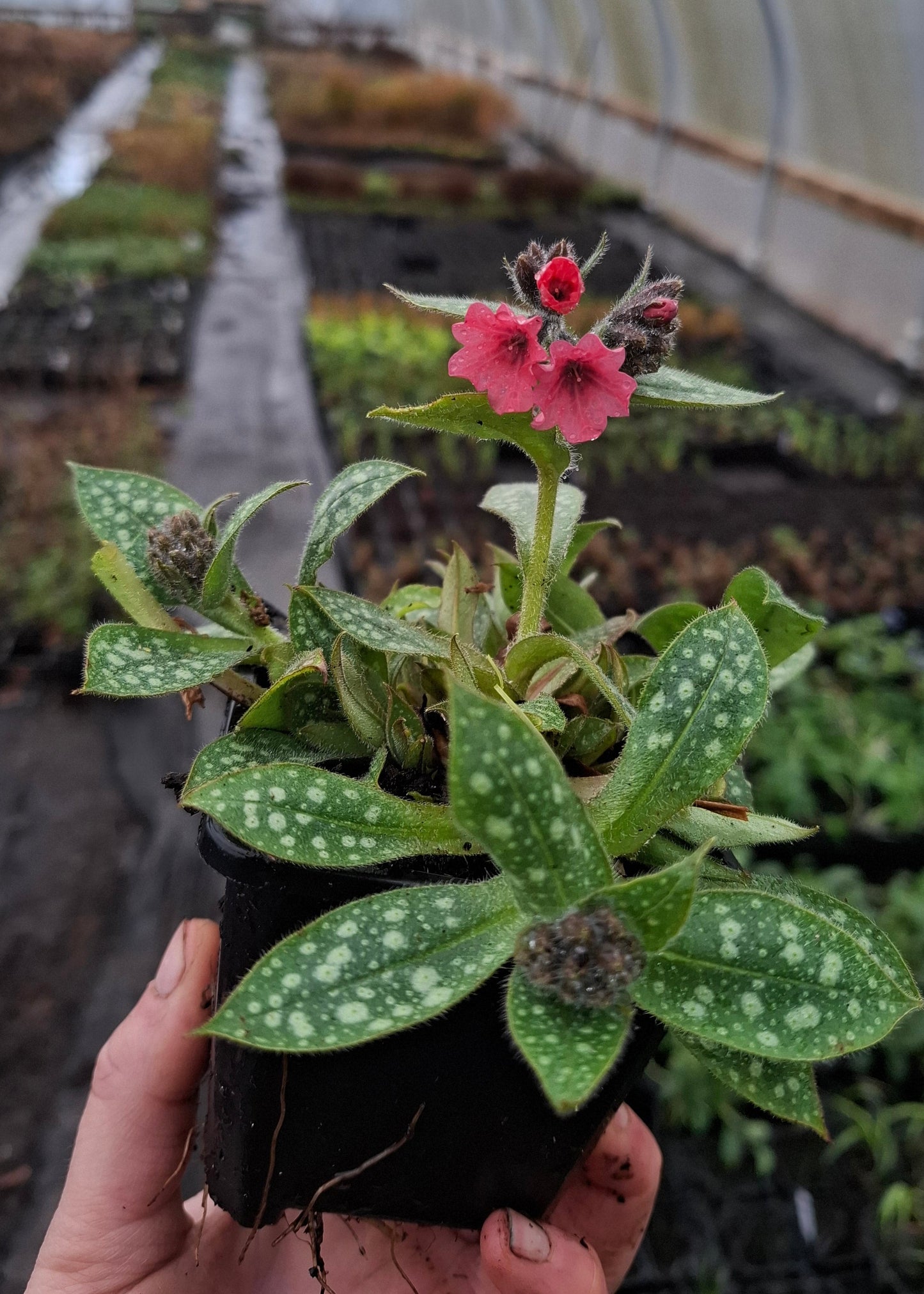 Pulmonaria 'Shrimps on the Barbie'