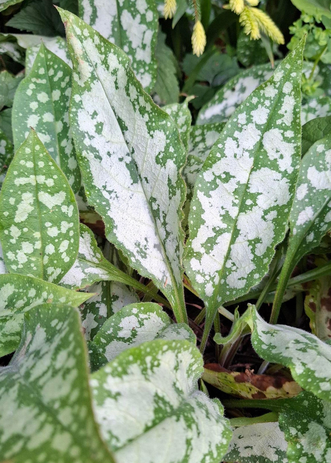 Pulmonaria officinalis (Take 2!)