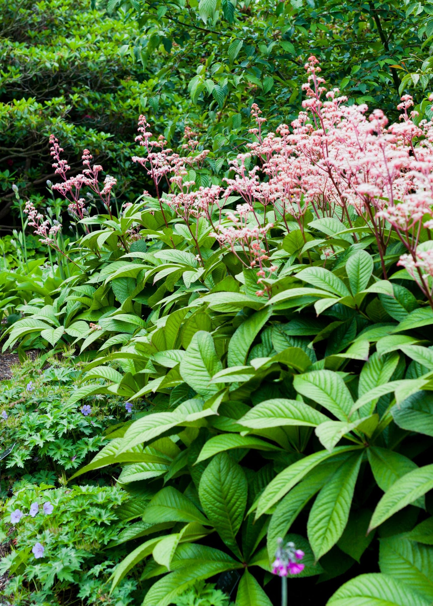 Rodgersia Henrici Hybrid