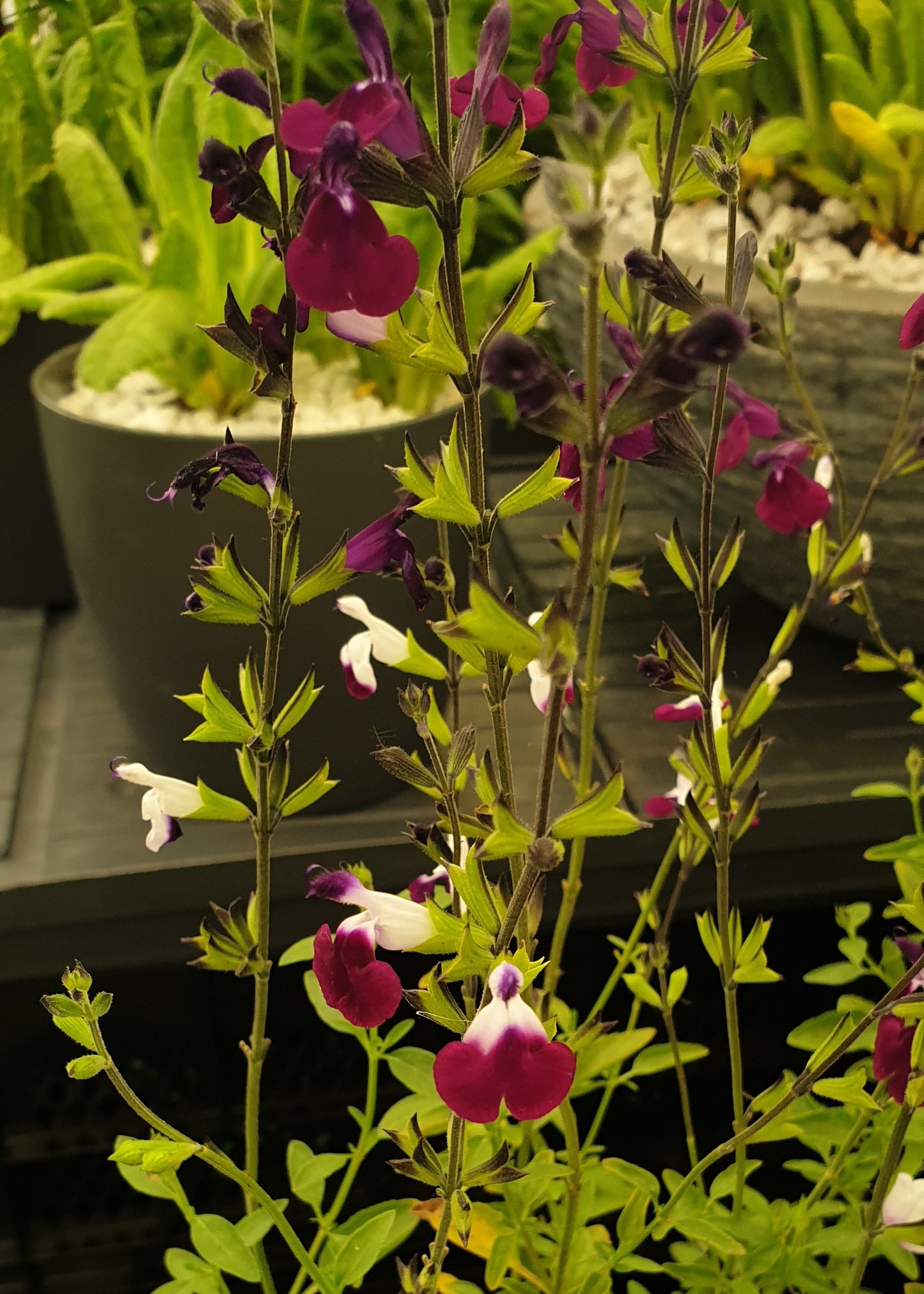 Salvia microphylla 'Amethyst Lips'
