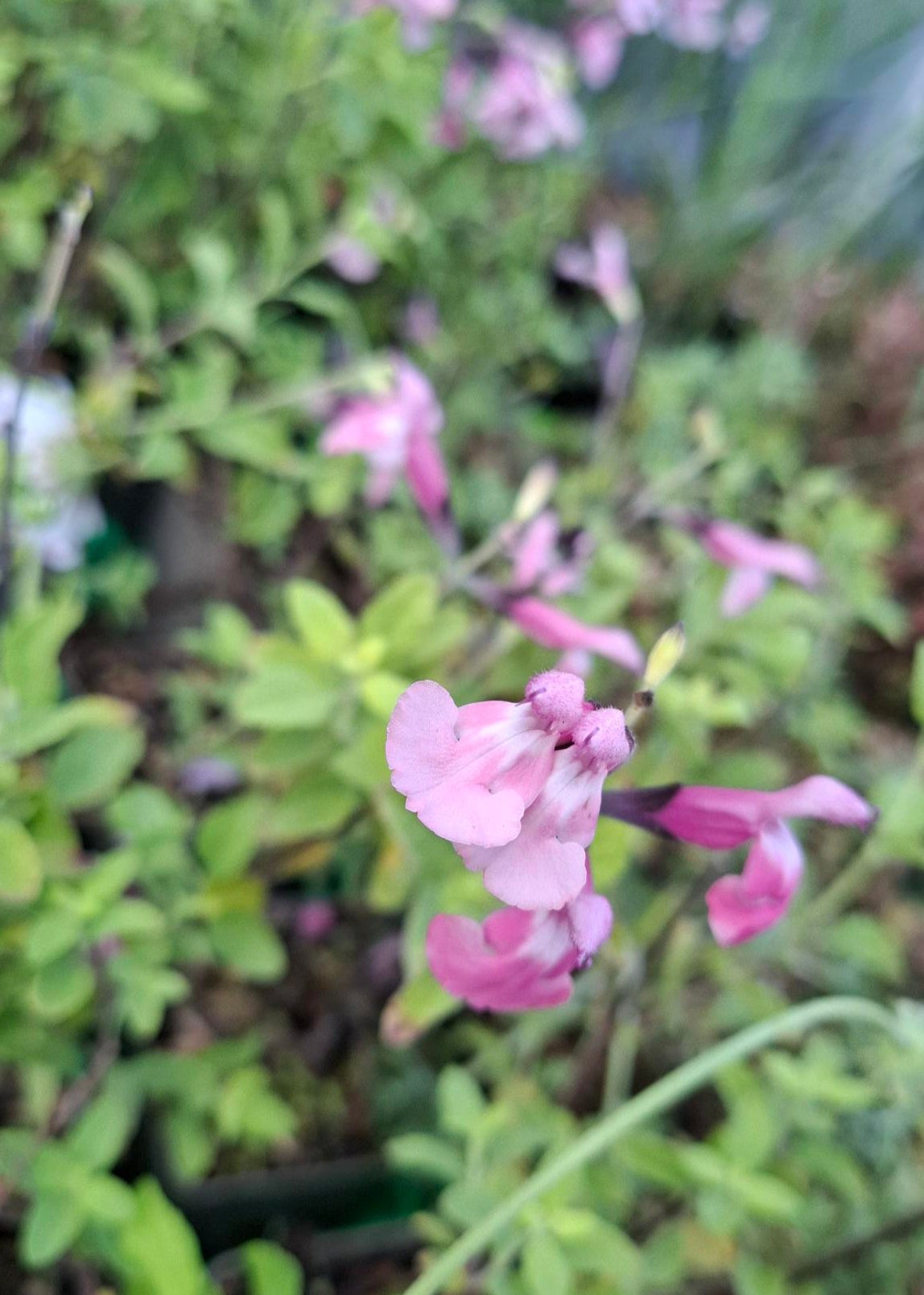 Salvia microphylla 'Angel Wings'