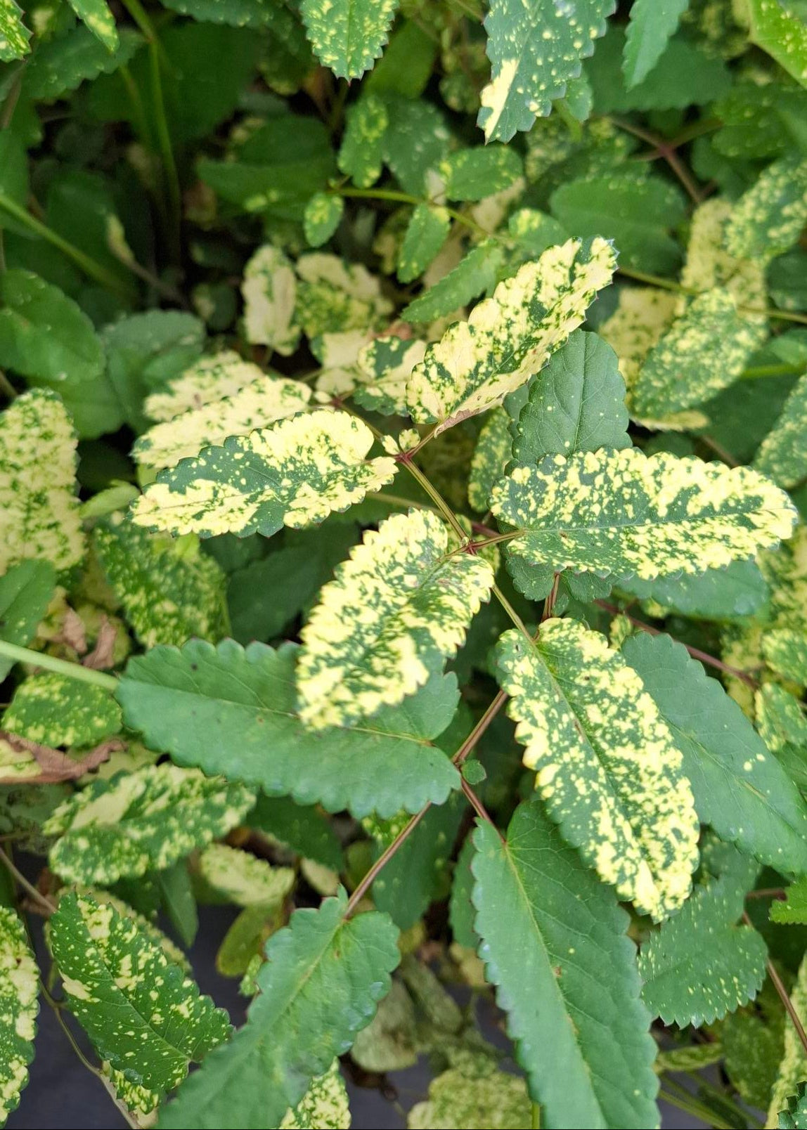 Sanguisorba obtusa 'Lemon Splash'