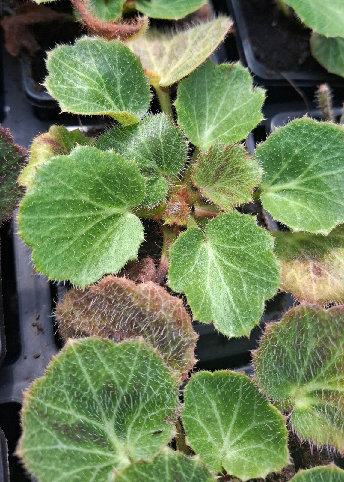 Saxifraga stolonifera 'Kinki Purple'
