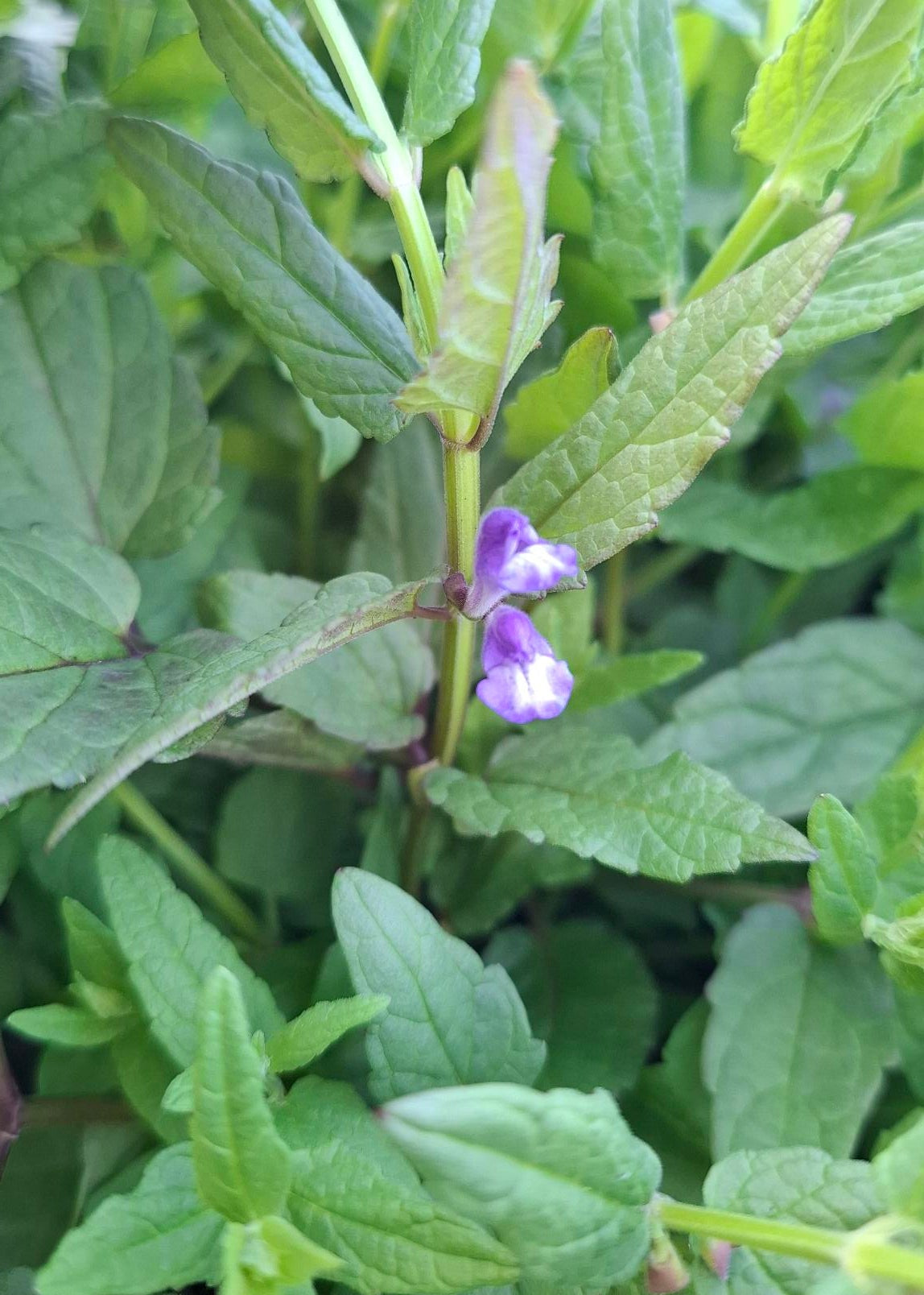 Scutellaria scordiifolia