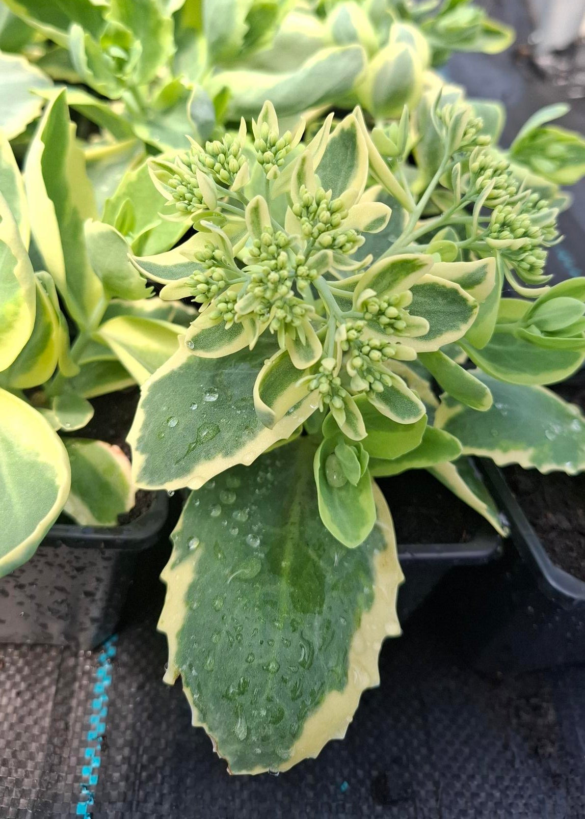 Sedum spectabile 'Elsie's Gold'