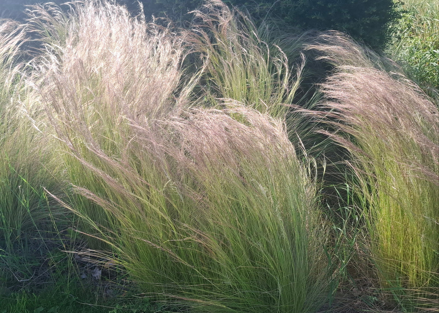 Stipa tenuissima 'Pony Tails'