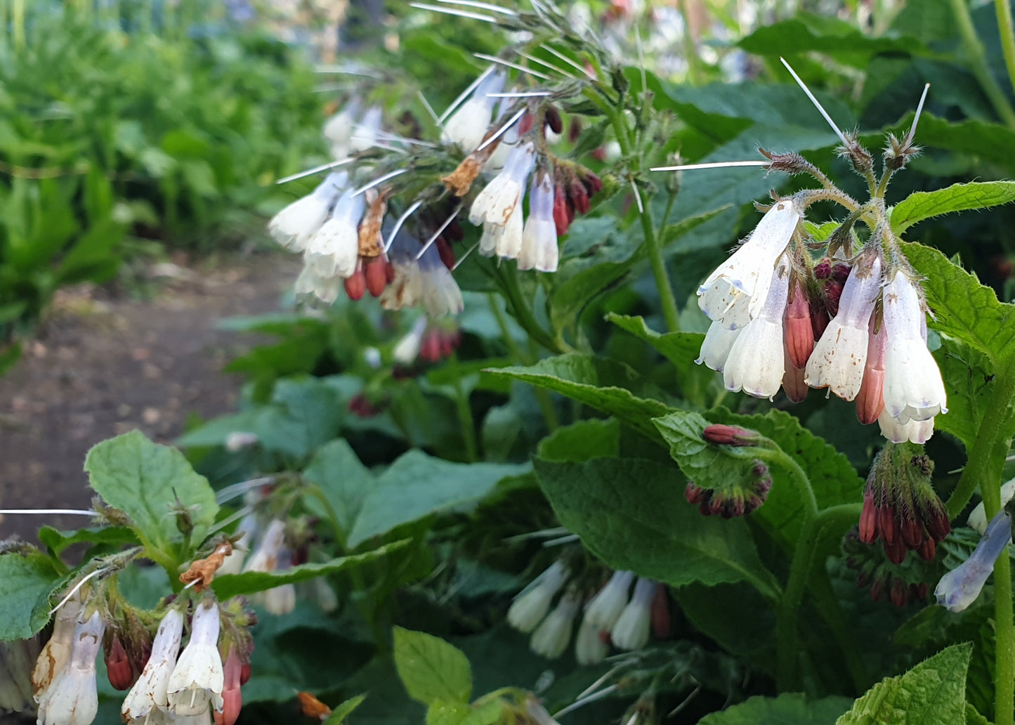 Symphytum grandiflorum 'Wisely Blue' / Comfrey