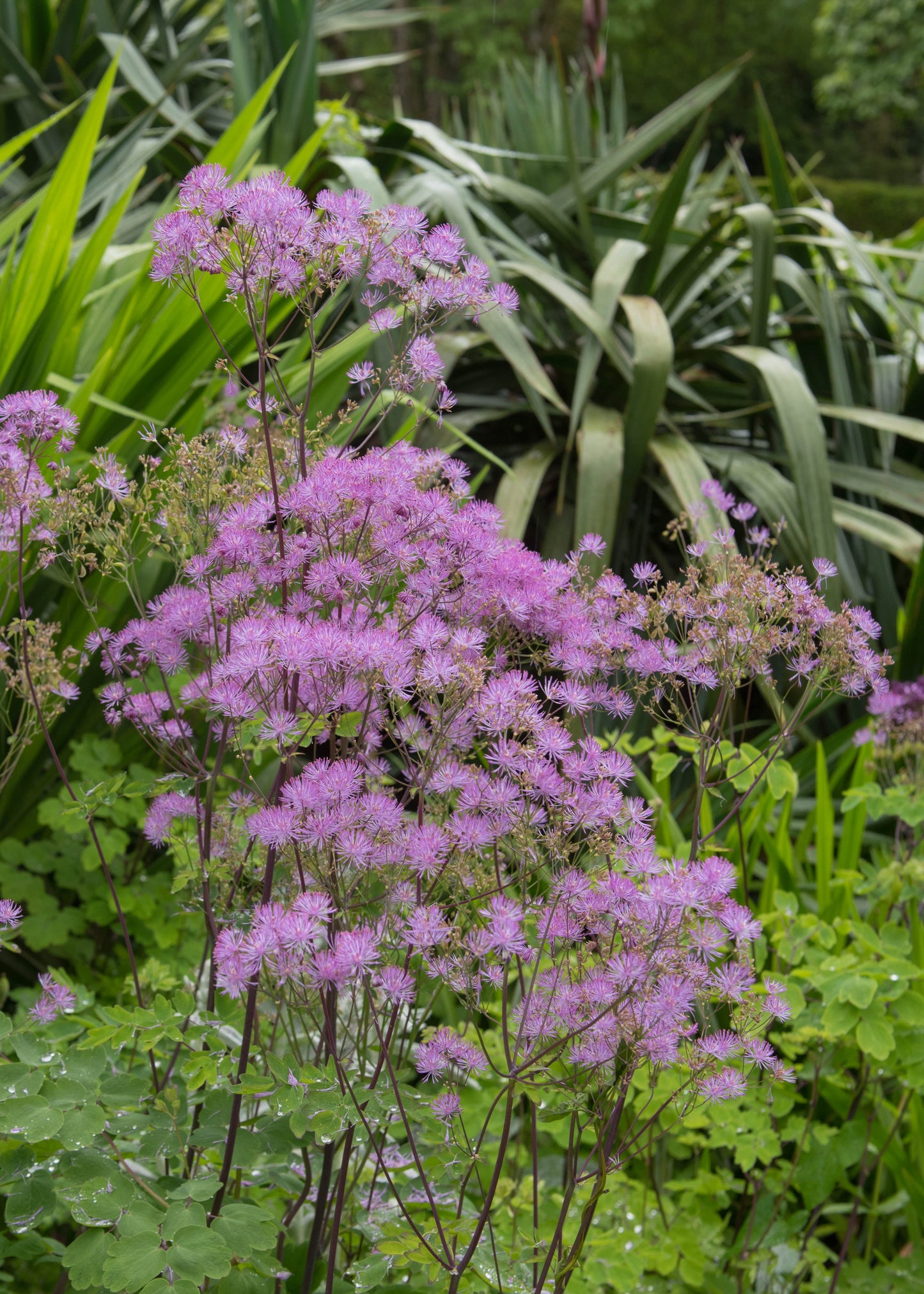 Thalictrum 'Black Stockings'