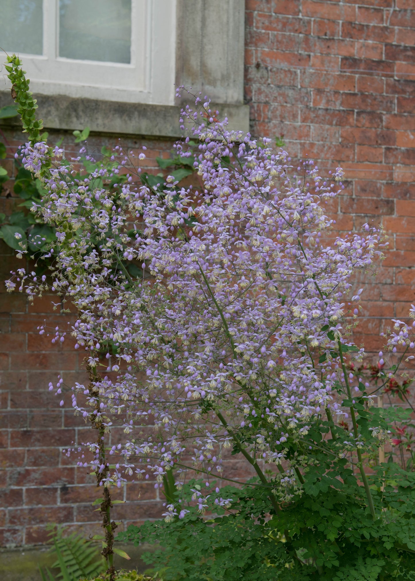 Thalictrum 'Elin'