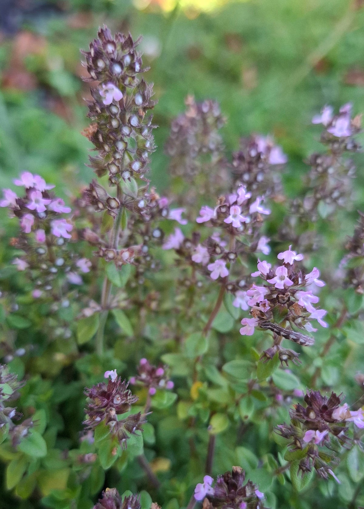 Thyme (Variegated Lemon Scented)