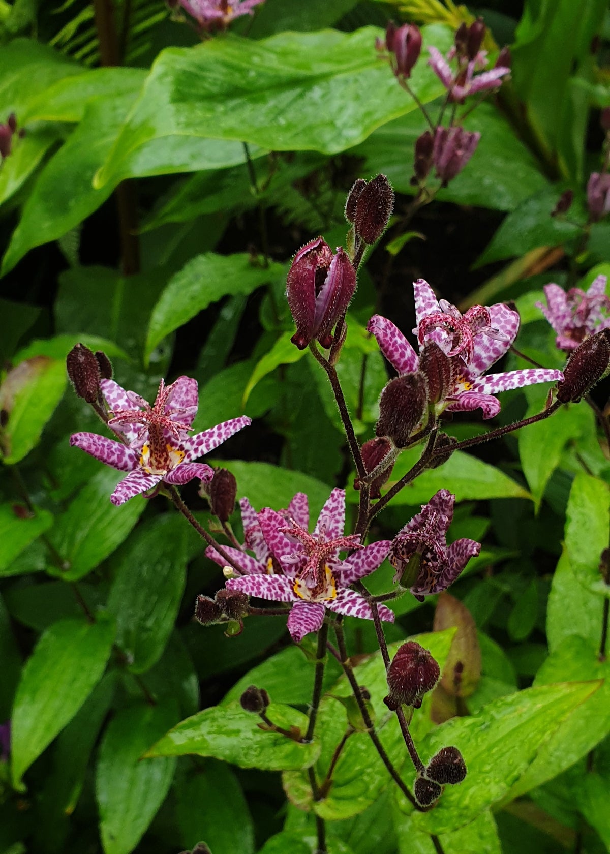 Tricyrtis hirta