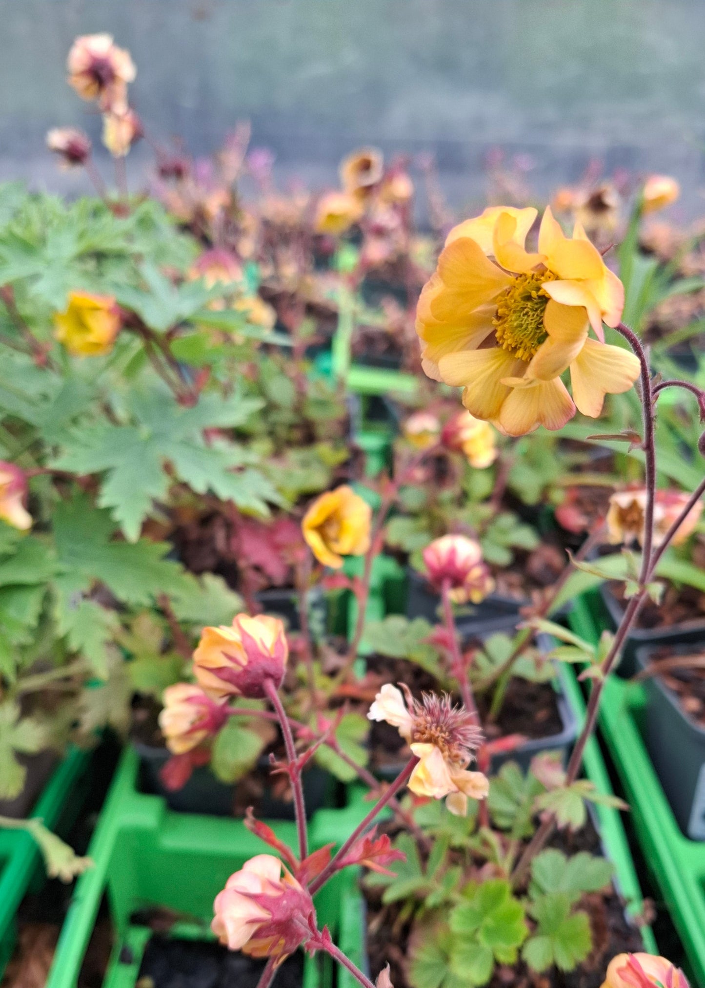 Geum 'Yellow Fluffy'